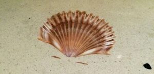 Florida bay scallop shell permanently embedded in custom concrete bar top at Ulele Restaurant Tampa — one of 50 seashells and 100 pre-colonial arrowheads cast into the 1.5-inch thick surface by Downing Designs, 2014